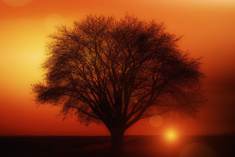 tree golden sun p